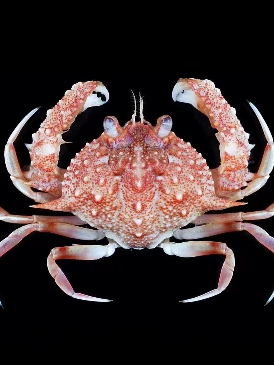 蟹之奇幻旅程:探索奇异螃蟹的世界  一些奇奇怪怪的螃蟹,你别说,还怪