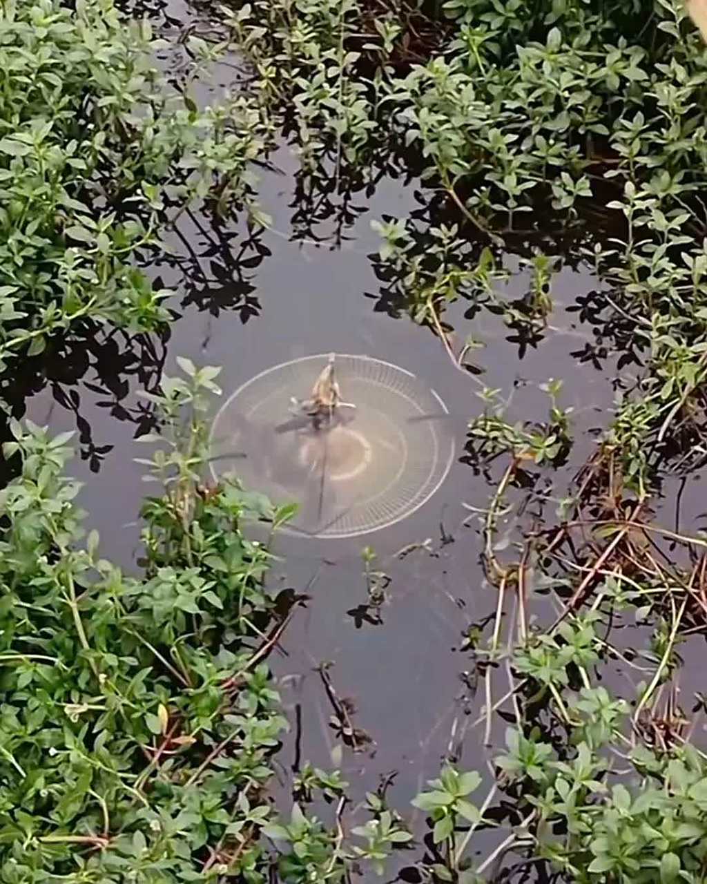 老头发明的抓虾神器真是好用,威力强大.  [同意][打工人]