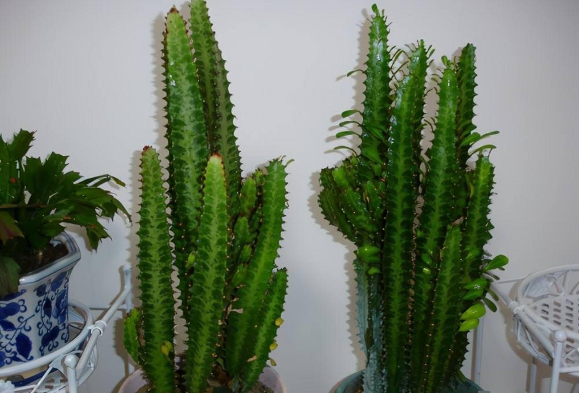 [威武]龙骨是一种多浆植物,被很多人误认为是仙人掌科的植物,其实它是