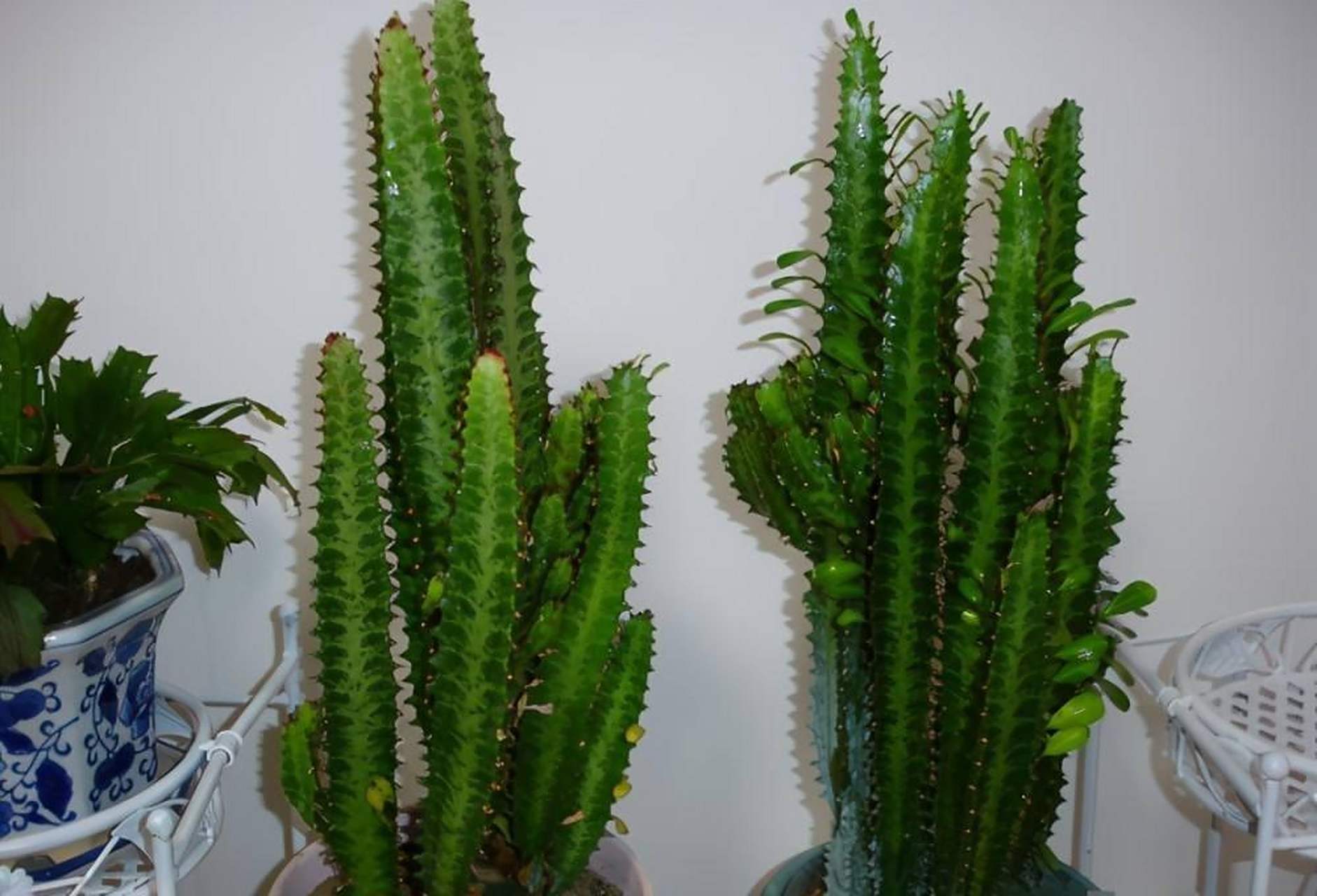 [樱花]龙骨是属于大戟科多年生多肉植物,又称彩云阁,三角霸王鞭,看着