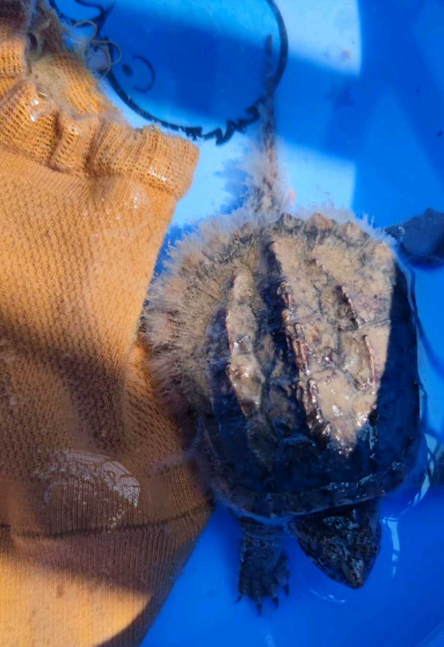 小乌龟背上长毛了?是不是有淤泥啊?