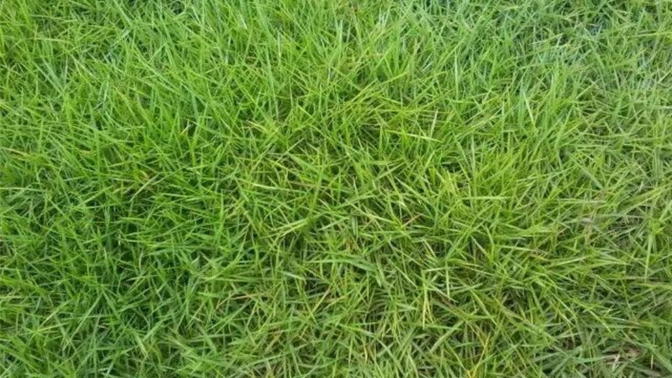 台湾草日常养护方法  台湾草属于暖季型草,该草色泽嫩绿,与杂草竞争力