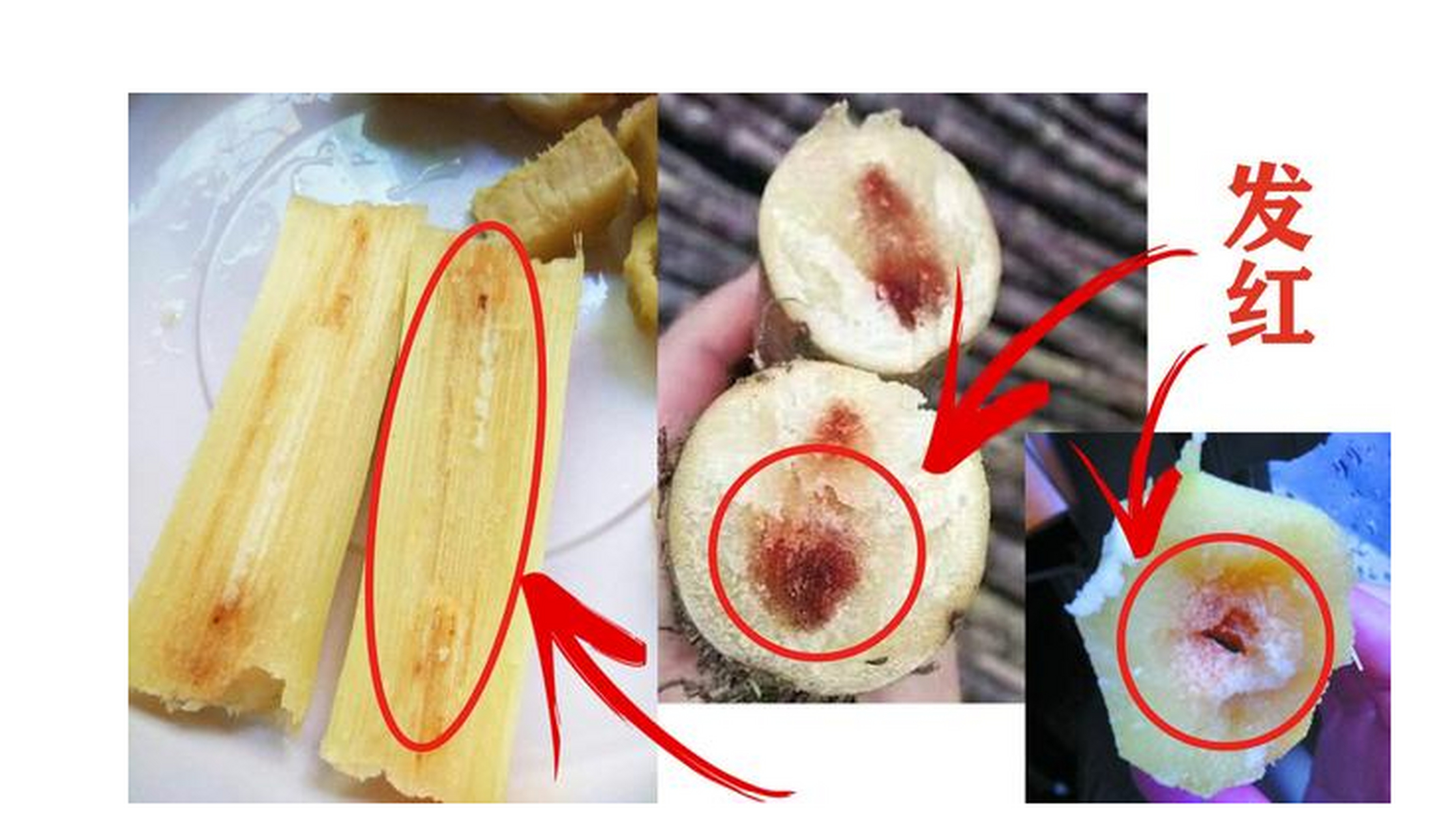 千万不要给孩子吃霉变的红心甘蔗,因为霉变的甘蔗中含有一种叫做吉林