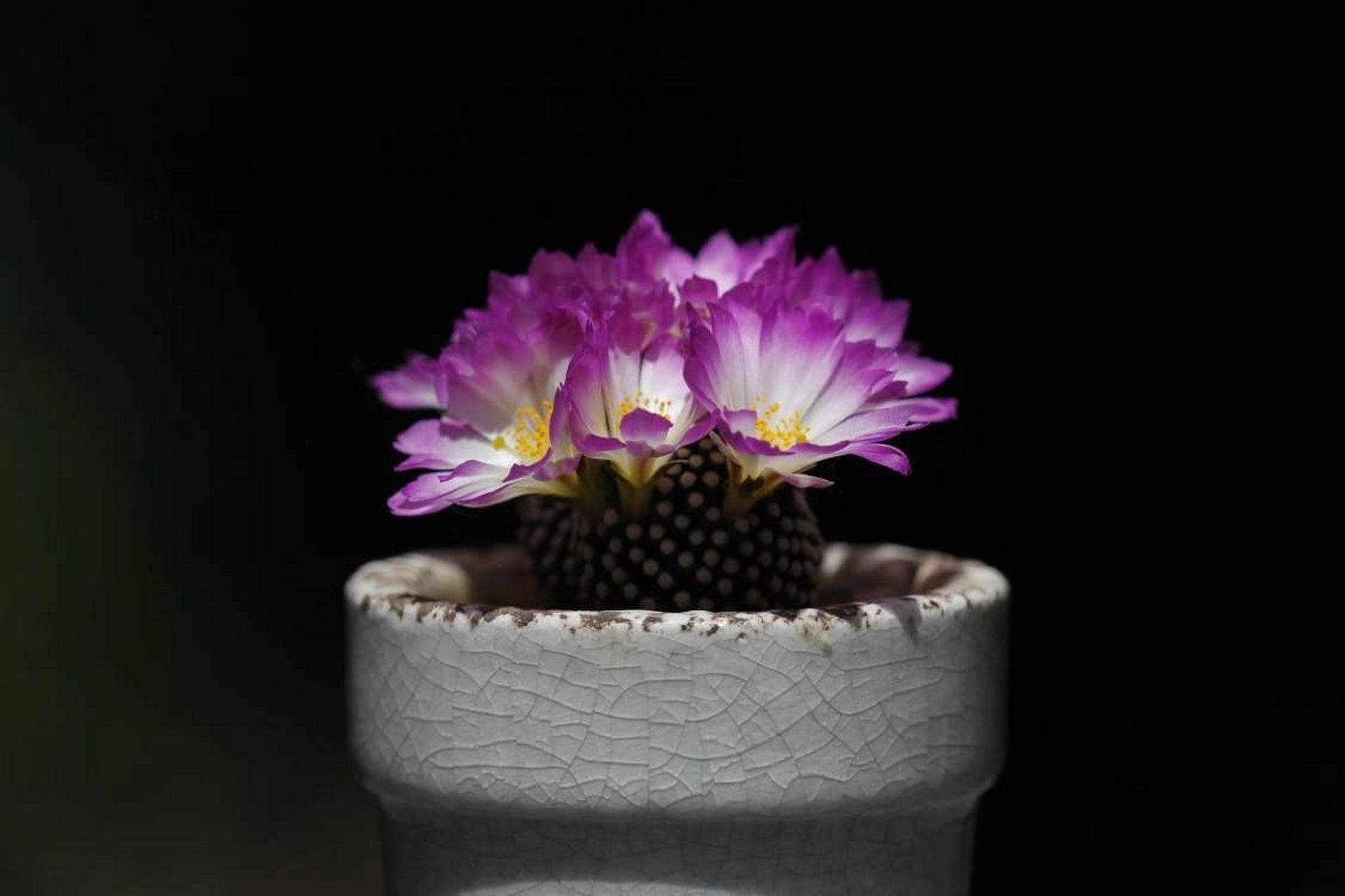 松针牡丹 松针牡丹,仙人球里的小精致,密密麻麻白白的小疣突,不扎手