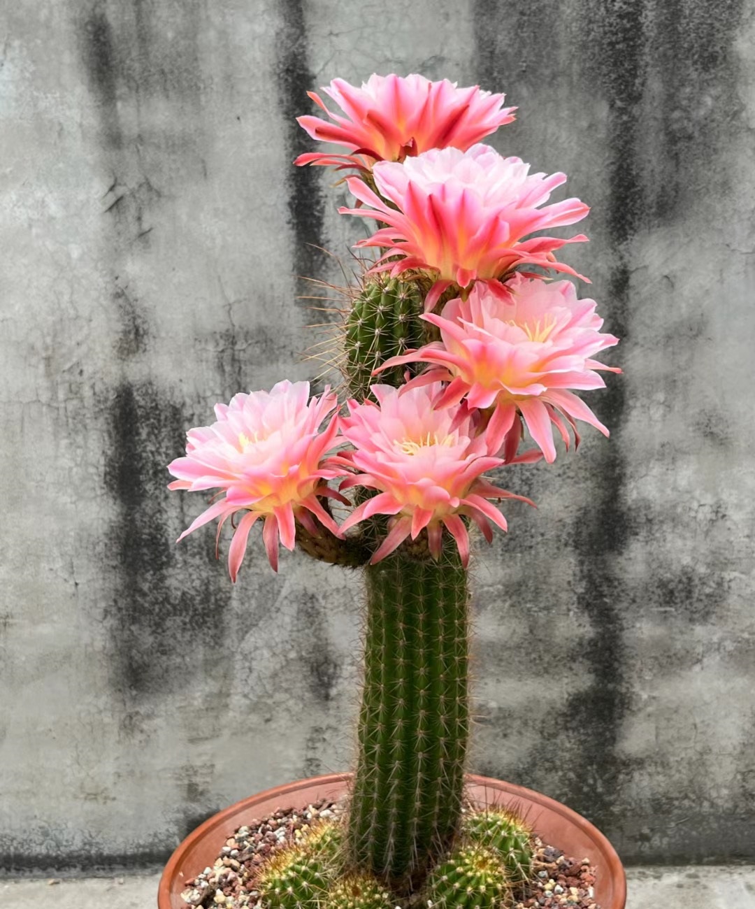 毛花柱属的"扛把子",圆柱形仙人球,植株不算很大,开花能力特别出色