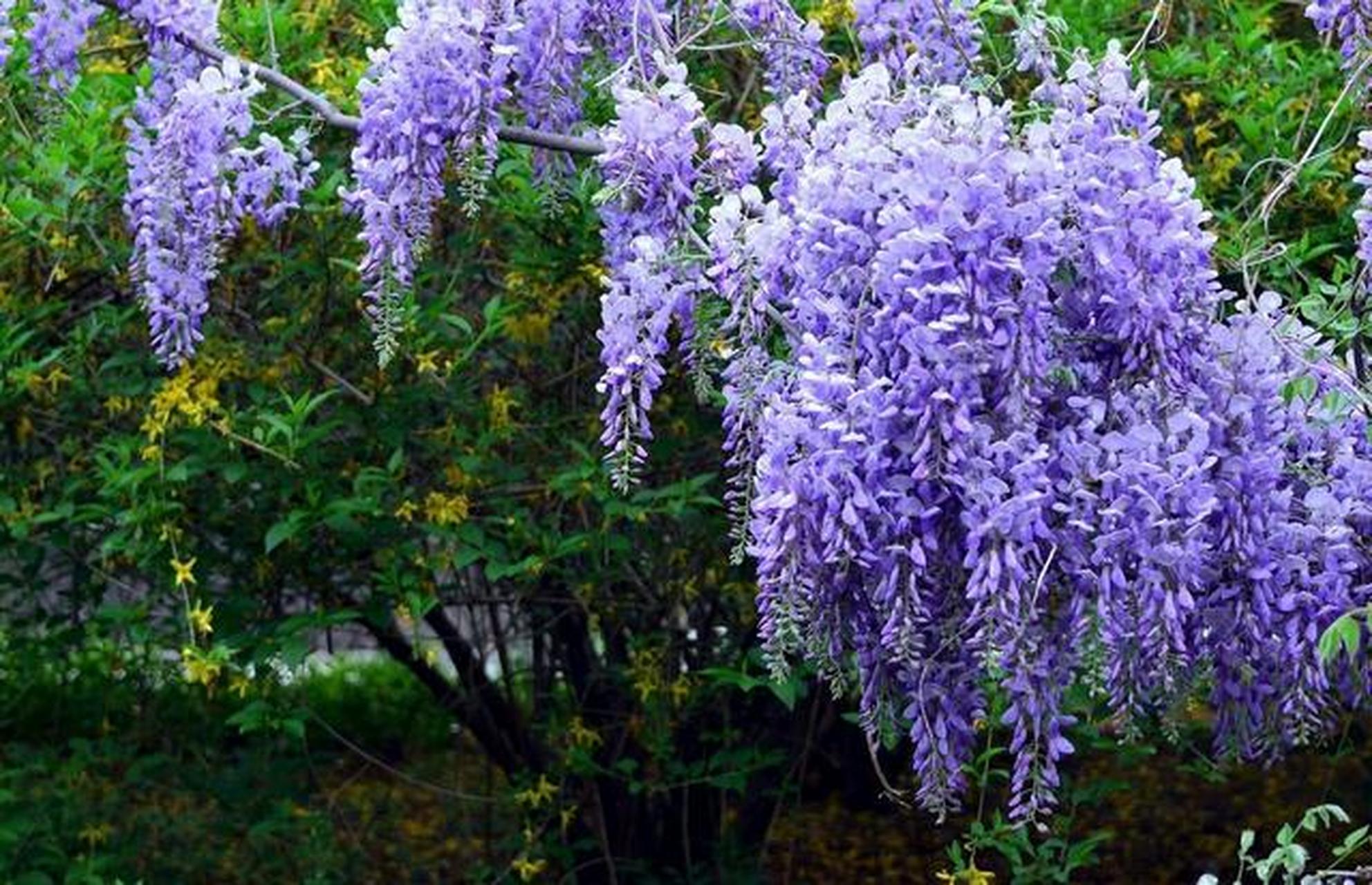 [大红花]紫藤花是一种大藤本植物,庭院地栽,一棵就能覆盖好几个平方