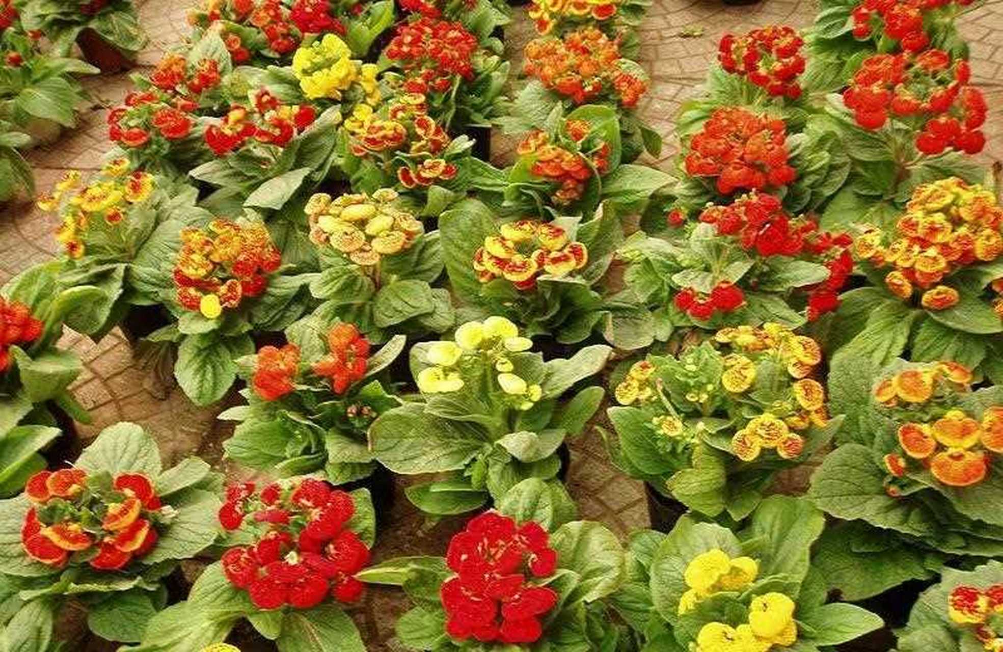 蒲包花又叫元宝花,因为花朵很像元宝,所以有招财进宝的美好寓意.