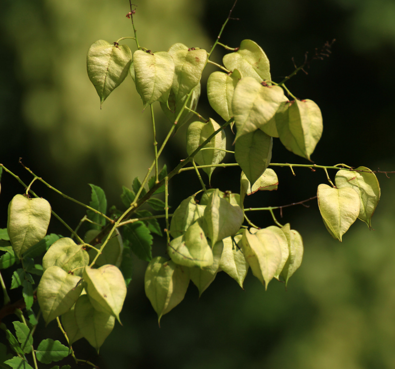 栾树,挂满灯笼的灯笼树