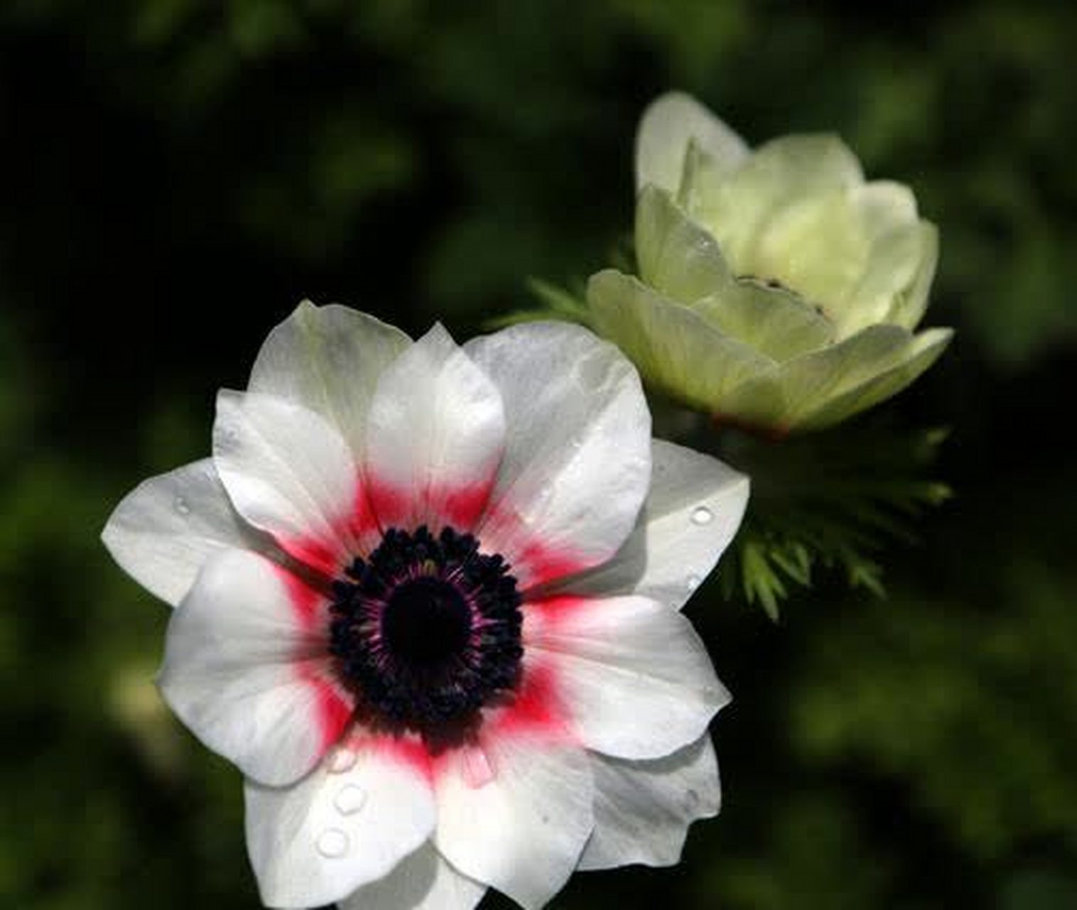 白银莲花洁白,淡雅,清新脱俗