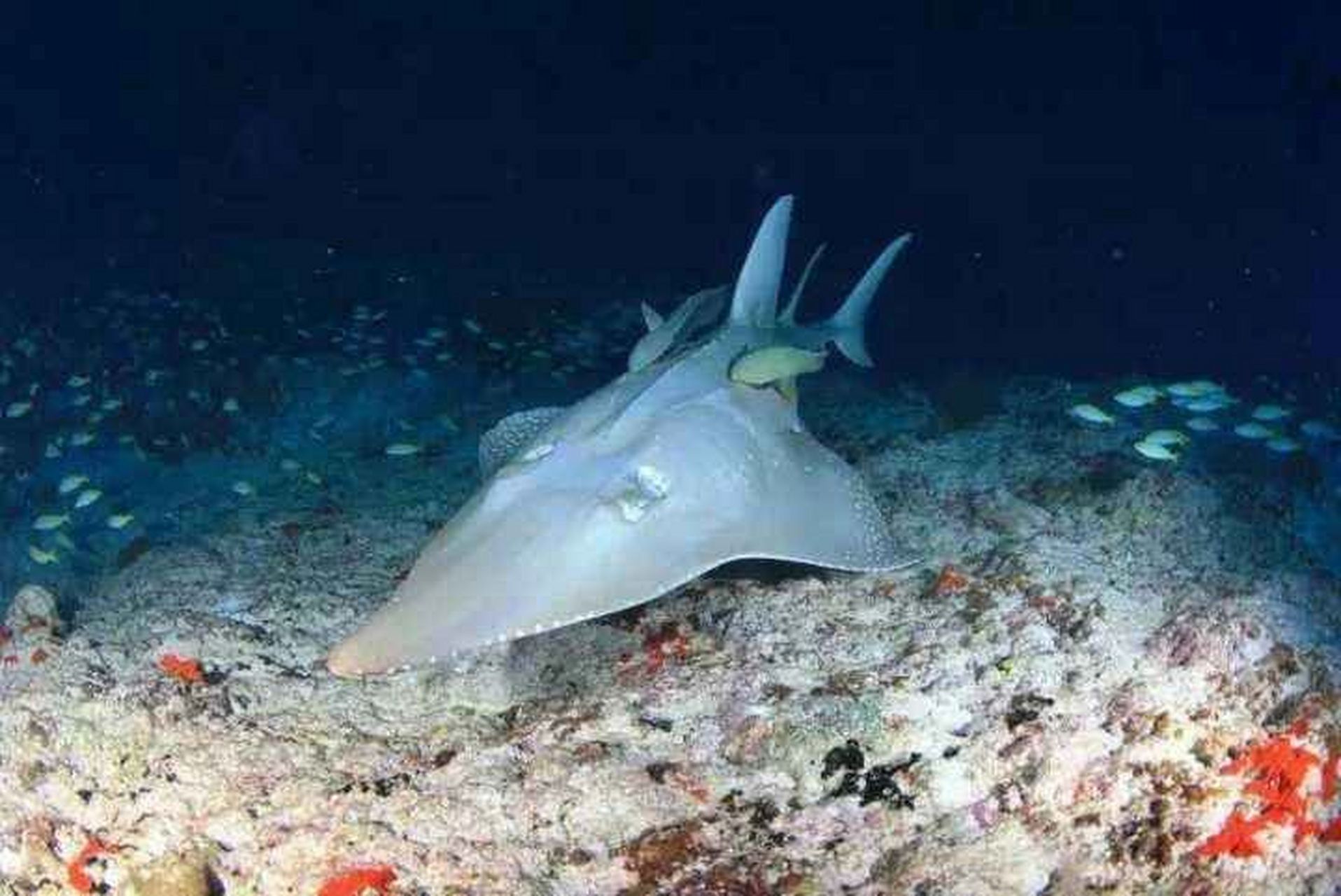 海洋生物-吉他鲨 它叫鲨,其实是鳐,全名及达尖犁头鳐 91体形大而
