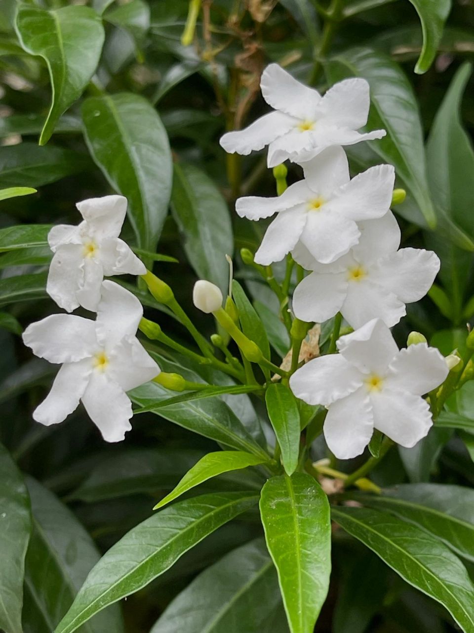 单瓣狗牙花  中药材 	 花语:单纯善良,天真烂漫,祈求温暖.