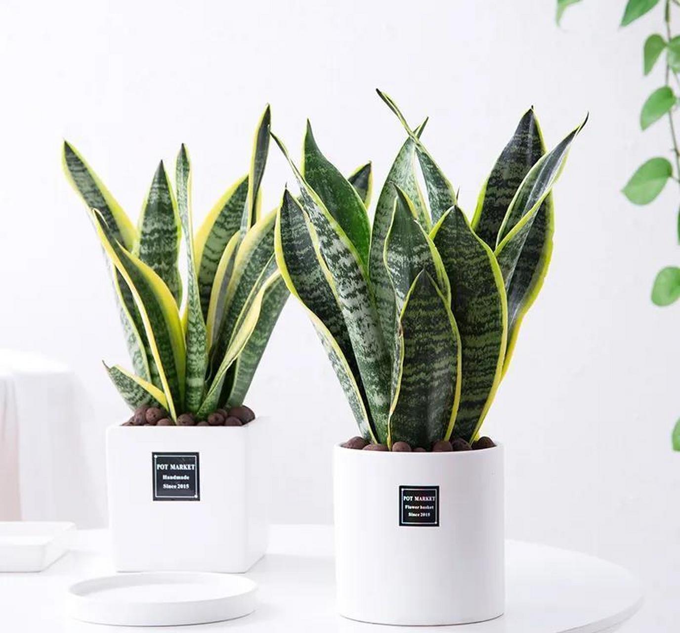 虎尾兰也叫虎皮兰,算是比较耐养的一种盆栽植物了,因为净化空气的能力