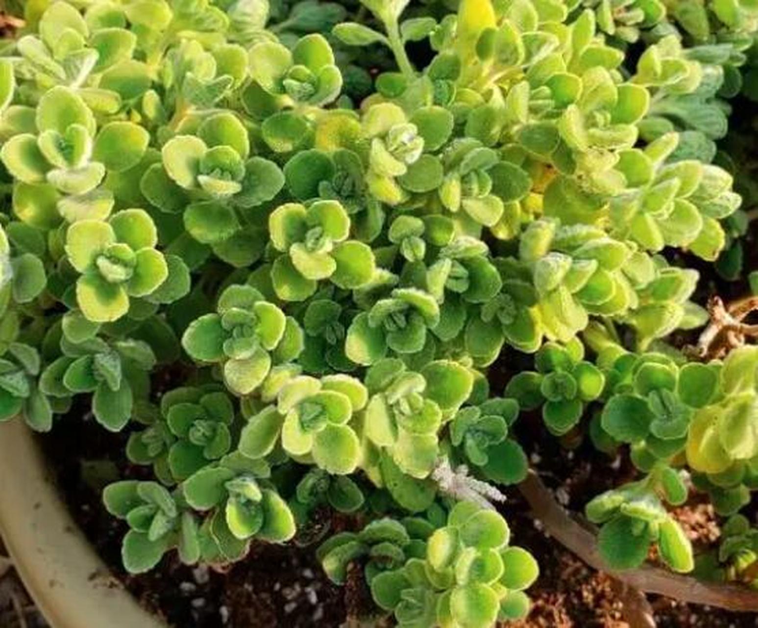 碰碰香是一种多浆植物,叶子肥厚,纹理清晰,能散发出一股独持的香味,有