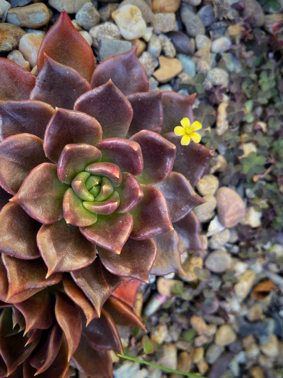 多肉初认识——黑王子 黑王子是景天科拟石莲花属 喜欢温暖,干燥和