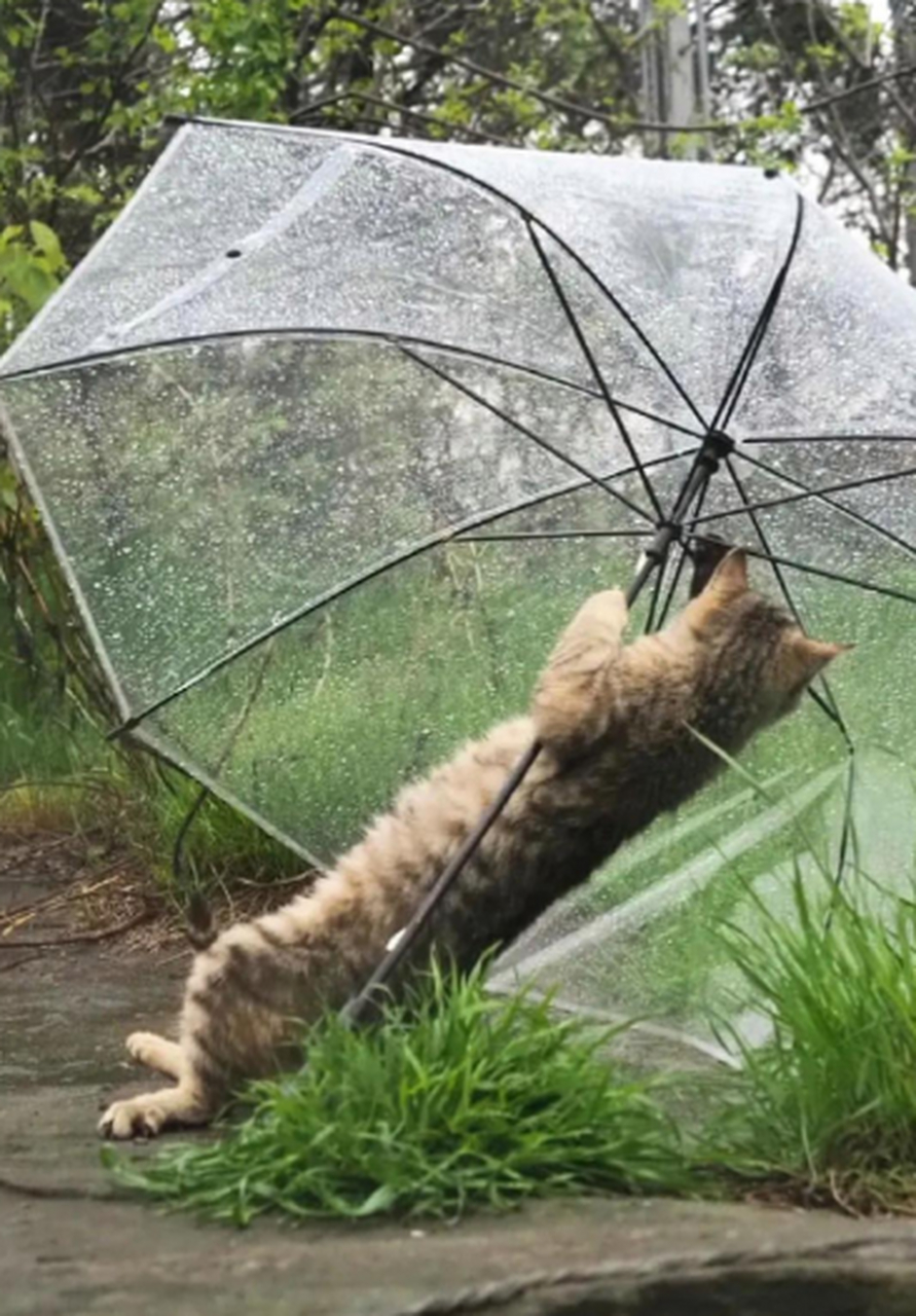 "猫师傅"都学会自己打伞了