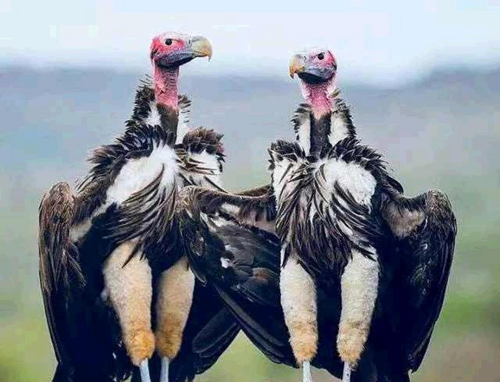 chickenhawk?#趣图funny#[你懂的]