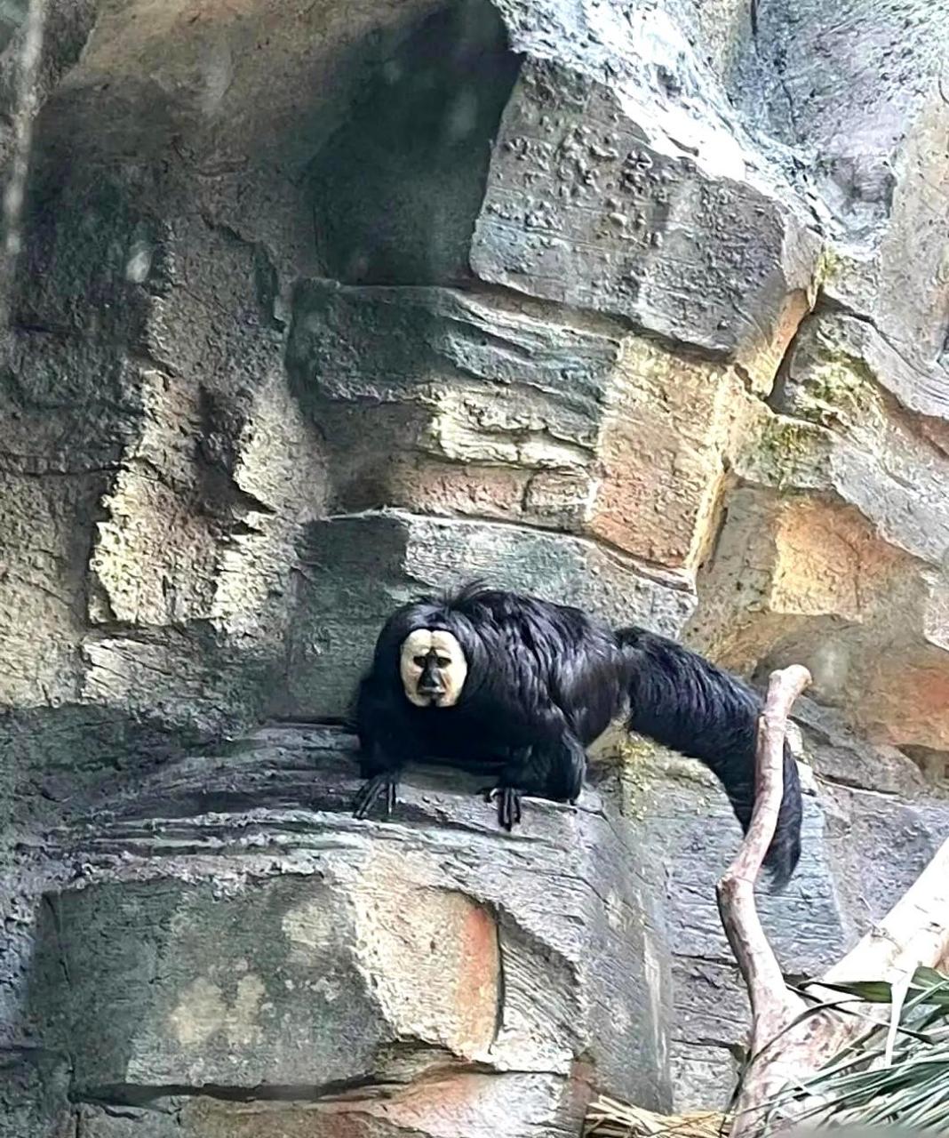 这个看起来很可怕的鸟类,有谁知道它是什么?