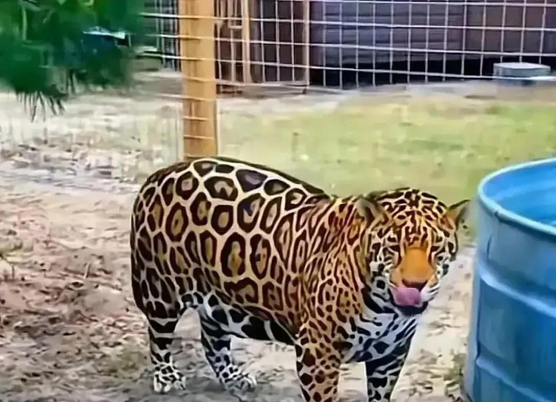 网友:也就只有动物园里的豹子能长这么胖