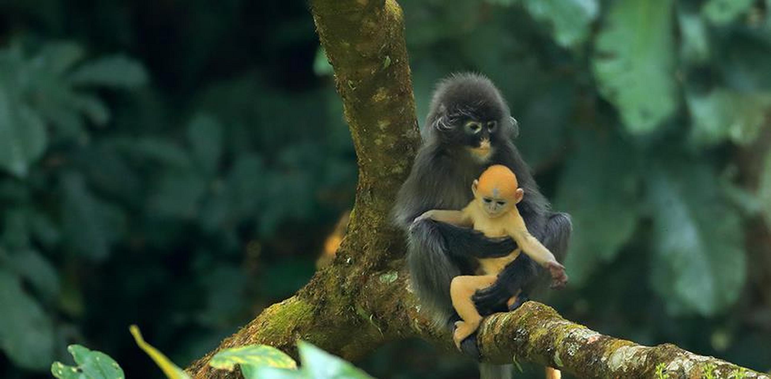 【会"换装"的菲氏叶猴宝宝林间卖萌】 人民网德宏3月26日电 (记者程浩