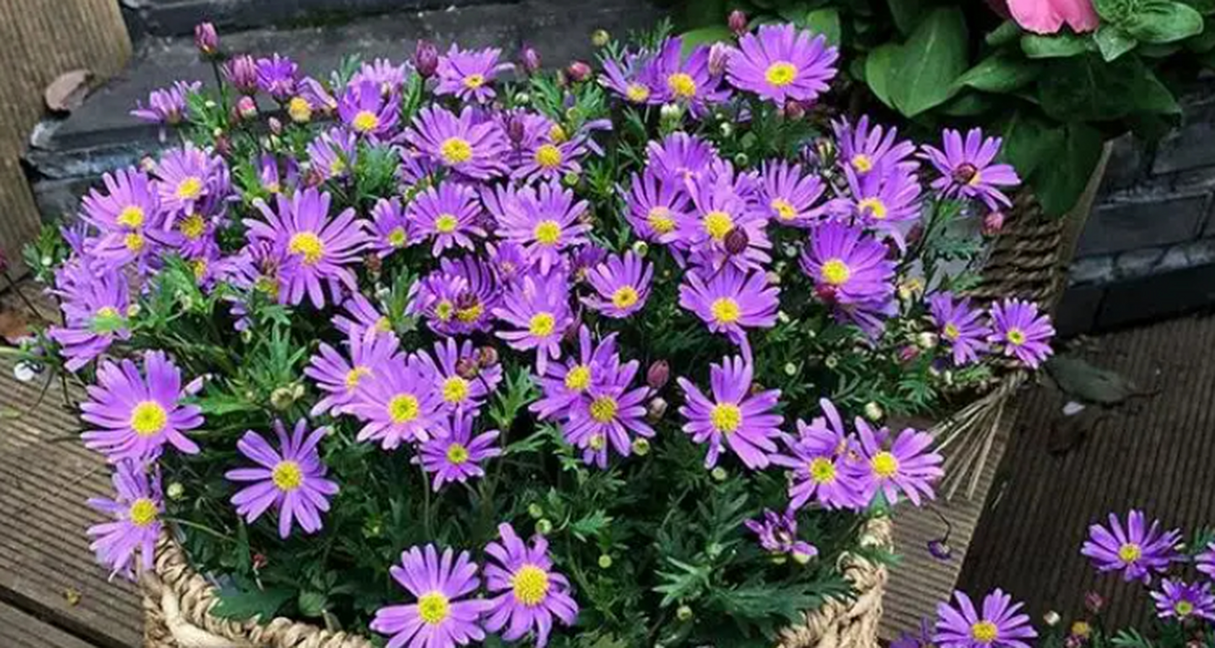 姬小菊的养殖方法和注意事项  养殖姬小菊时,需要选择合适的的花盆和