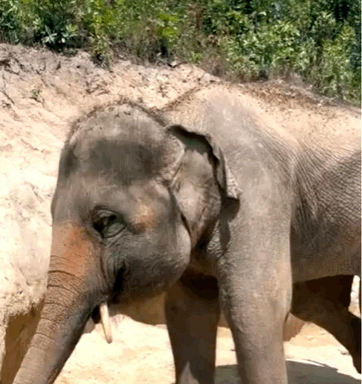 小象是用它的长鼻子揉搓眼睛的.
