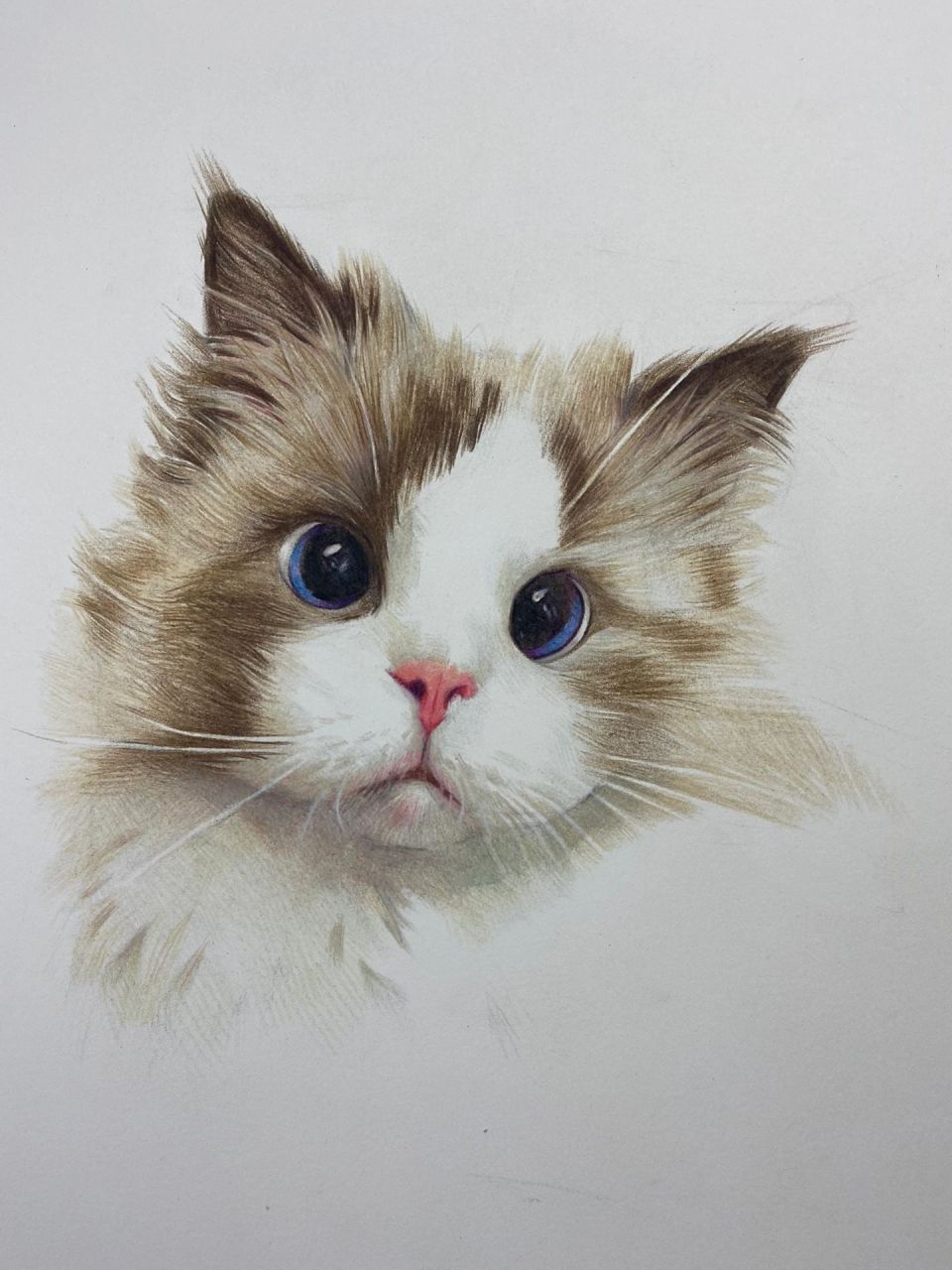 彩铅猫咪(带步骤)  很久没发彩铅画了, 慢慢淡出彩铅圈, 大家且行且