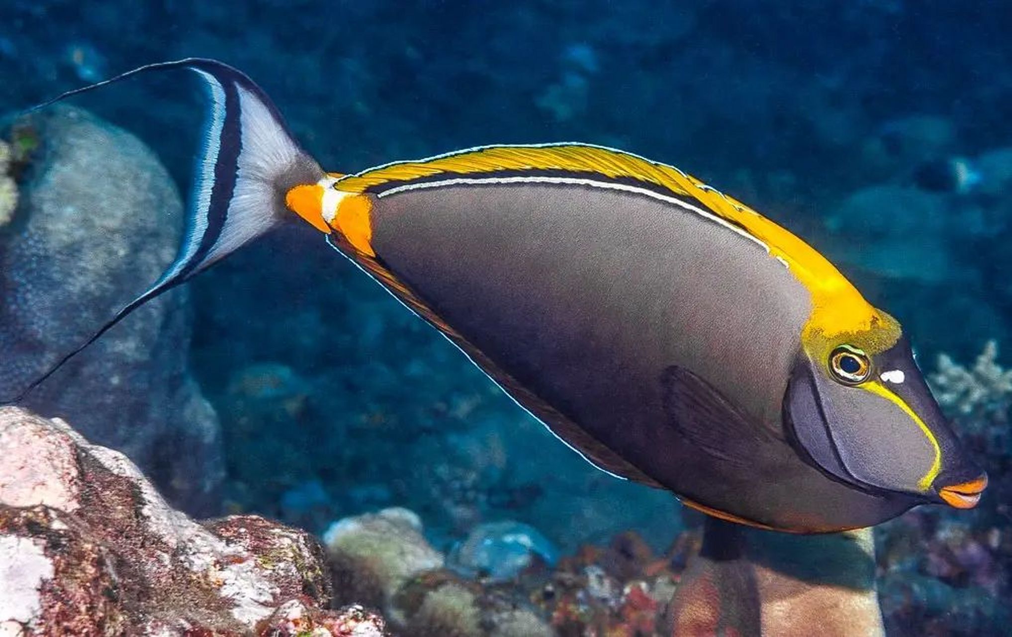 美丽鼻鱼|尾柄上有螺旋桨的鱼  01 学名:naso elegans  01 别名