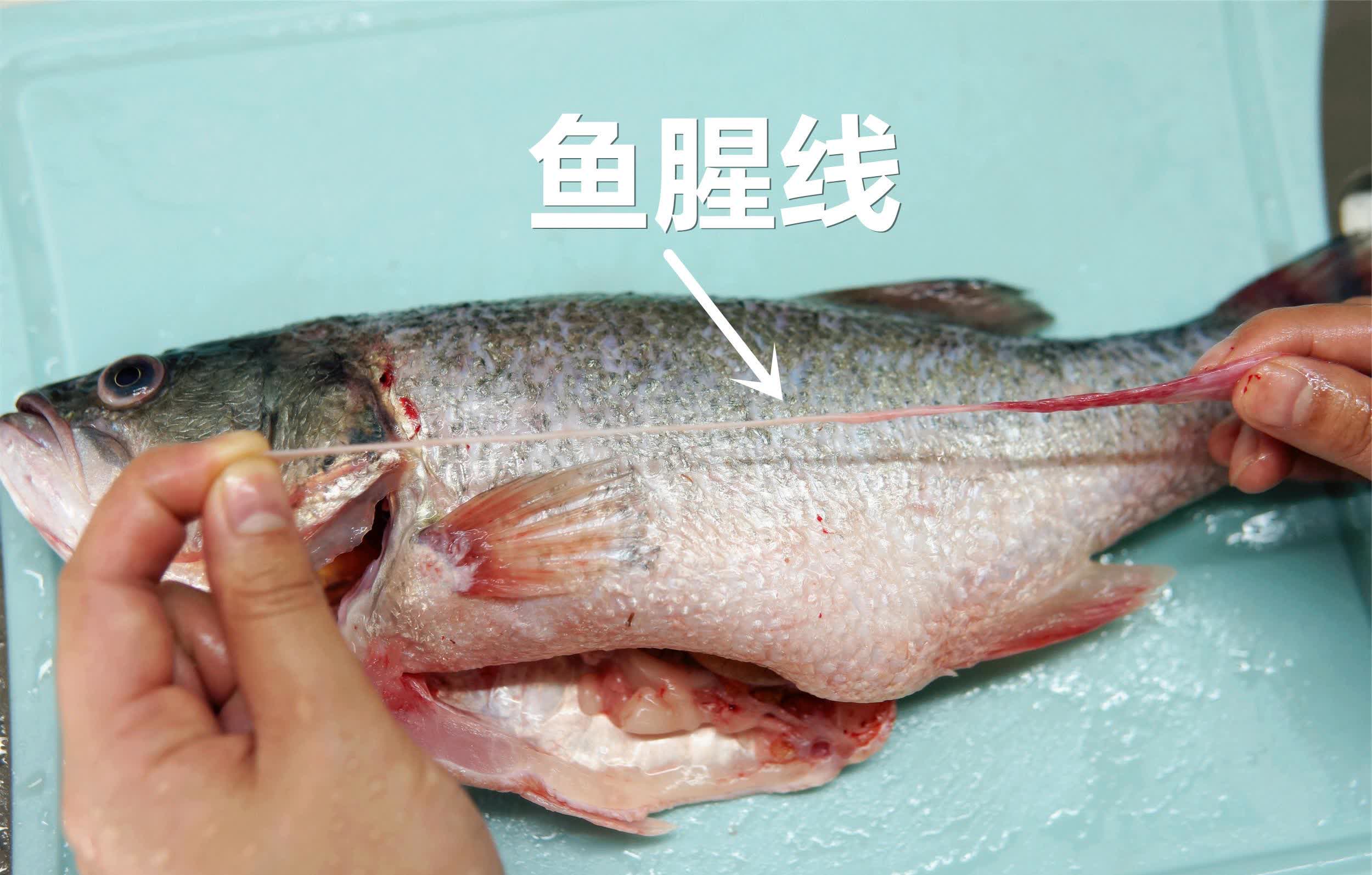 鱼身上有一条所谓的"鱼线",很多人吃鱼的时候总是要把它拔出来.