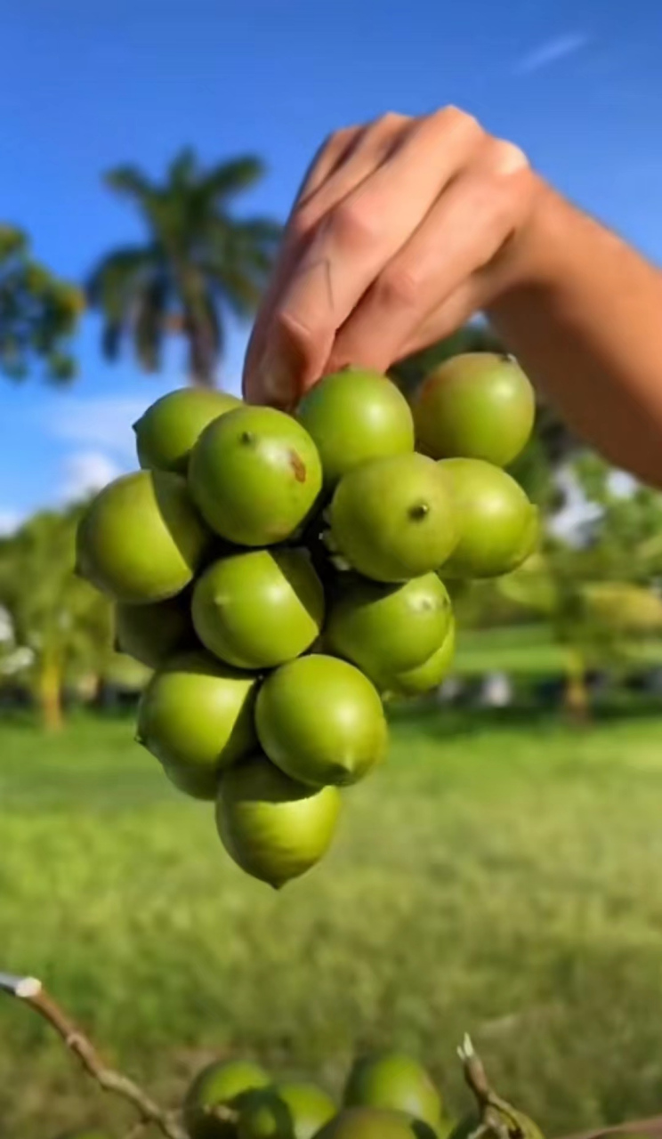 我是娇小玲珑果,名字未知,等你定,[来] 我是带刺壮大汉,名字家喻户晓!