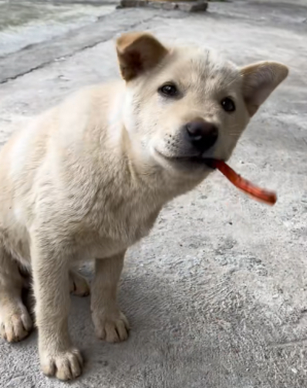 我家爱吃辣条的狗子.