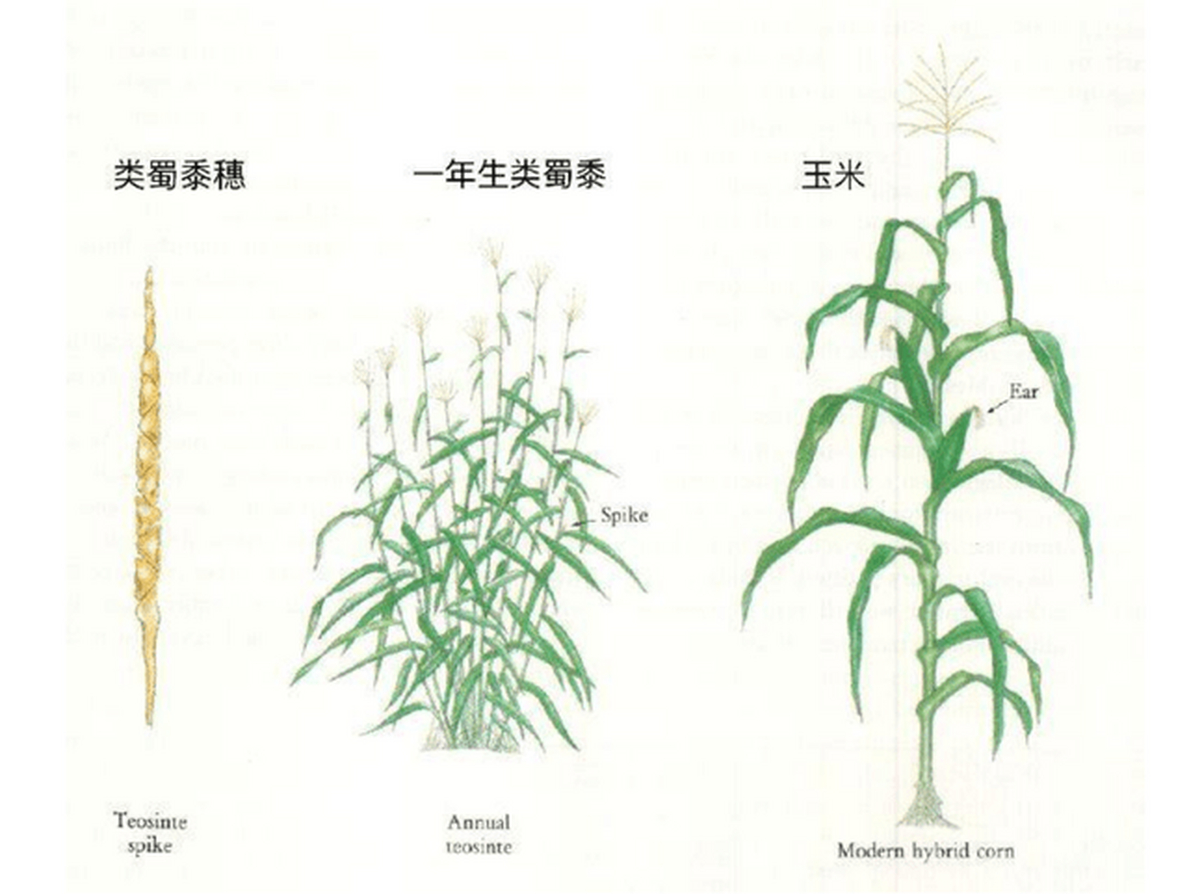 墨西哥类蜀黍图片