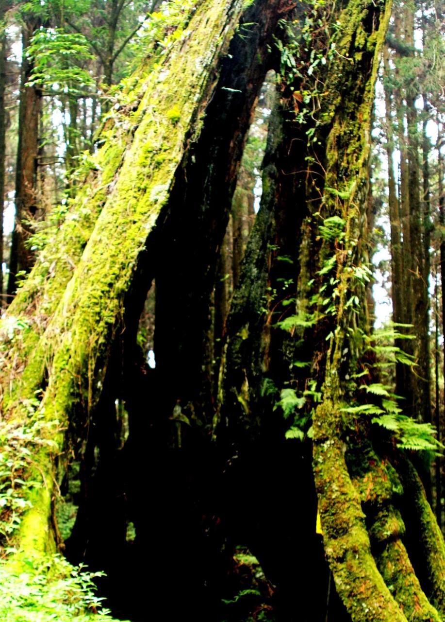 阿里山风景区介绍图片