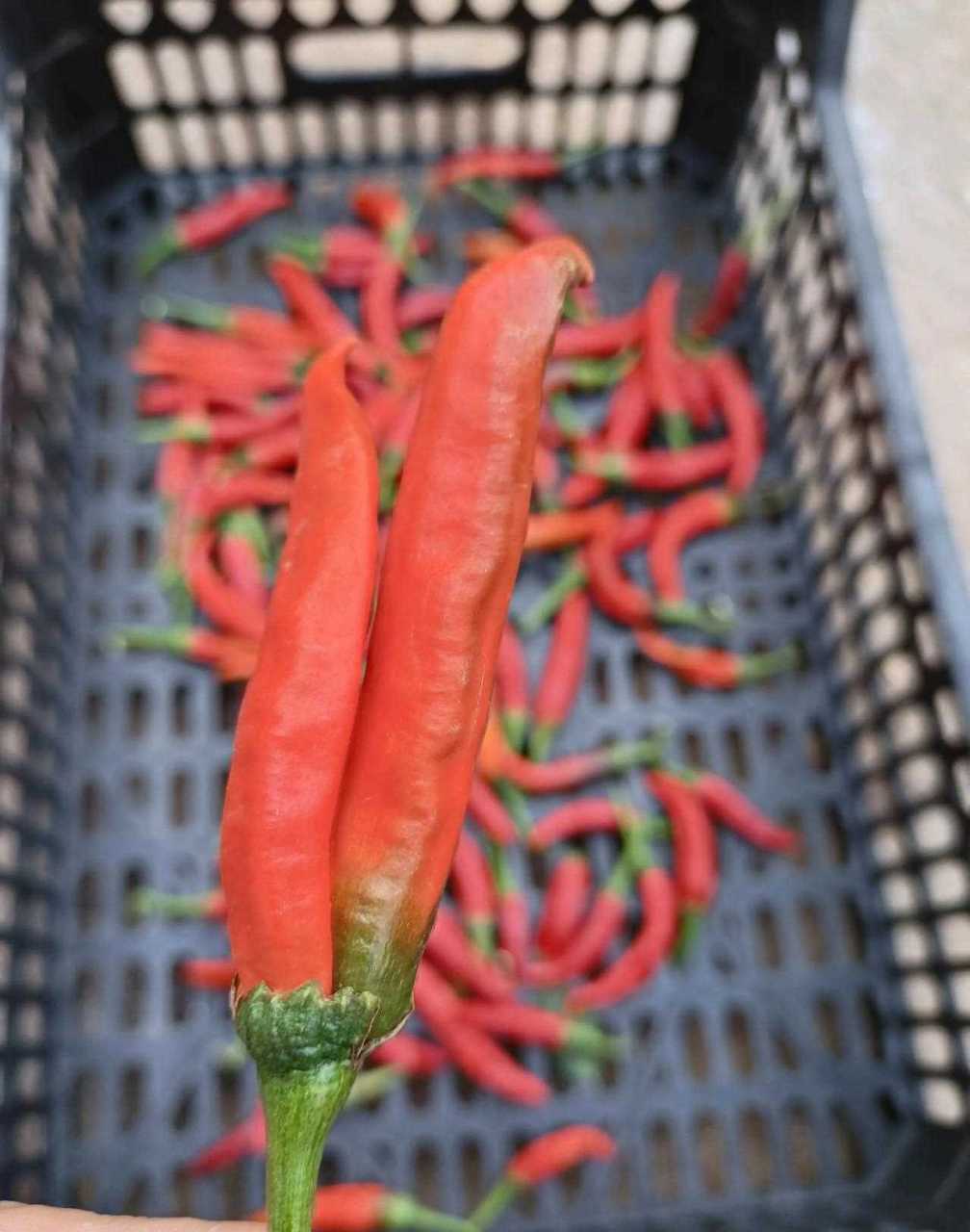 一个(确切说是两个)特别的辣椒,一个蒂上俩辣椒,第一次见,挺新奇.