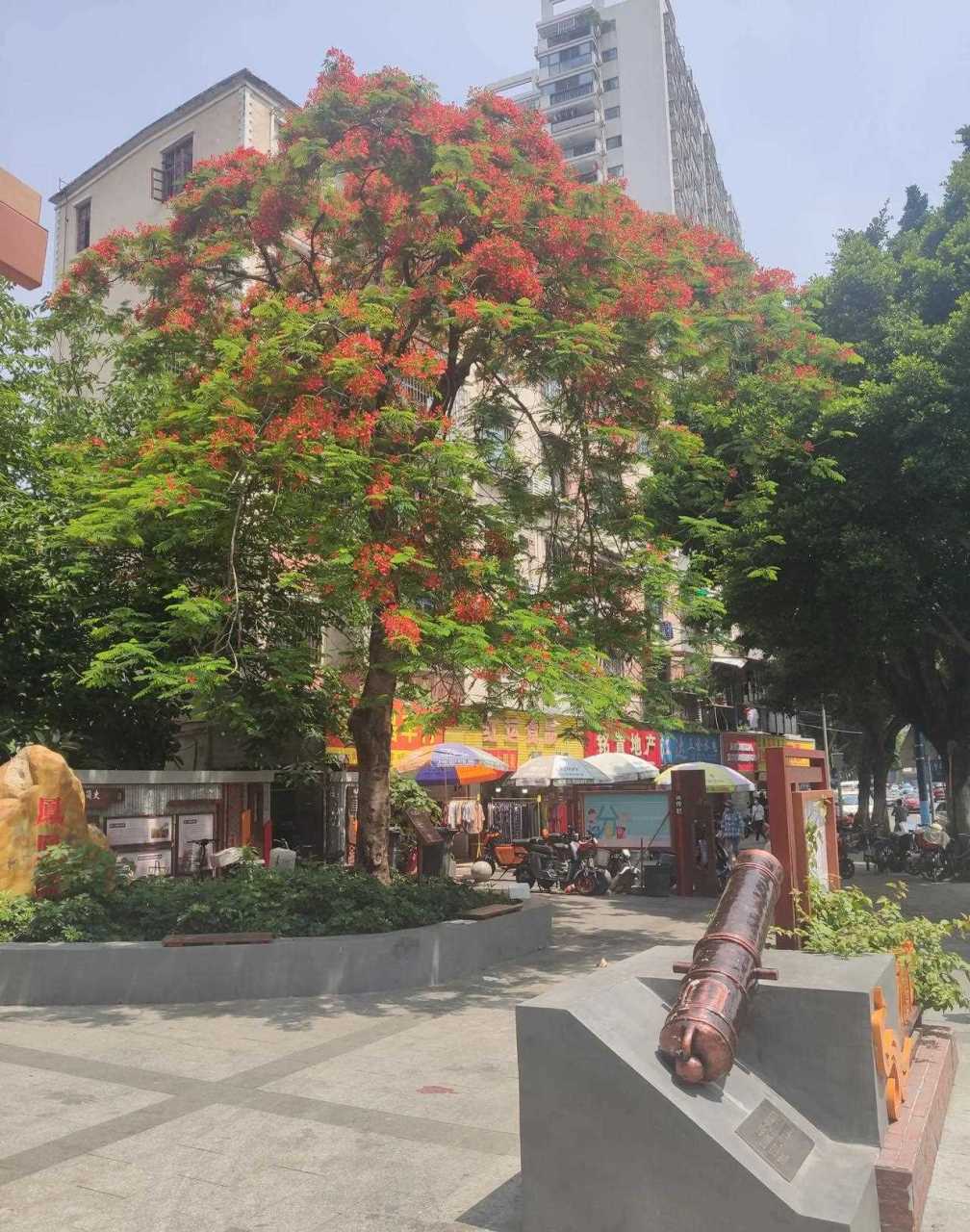 广州市革新路凤凰岗仅有的一棵凤凰树开花了,红红火火的花朵在翠绿的