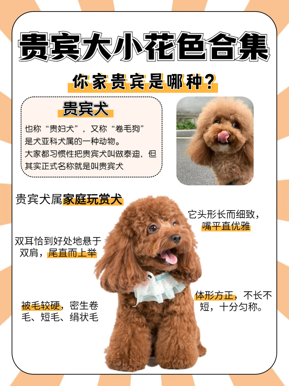 泰迪犬报价图片