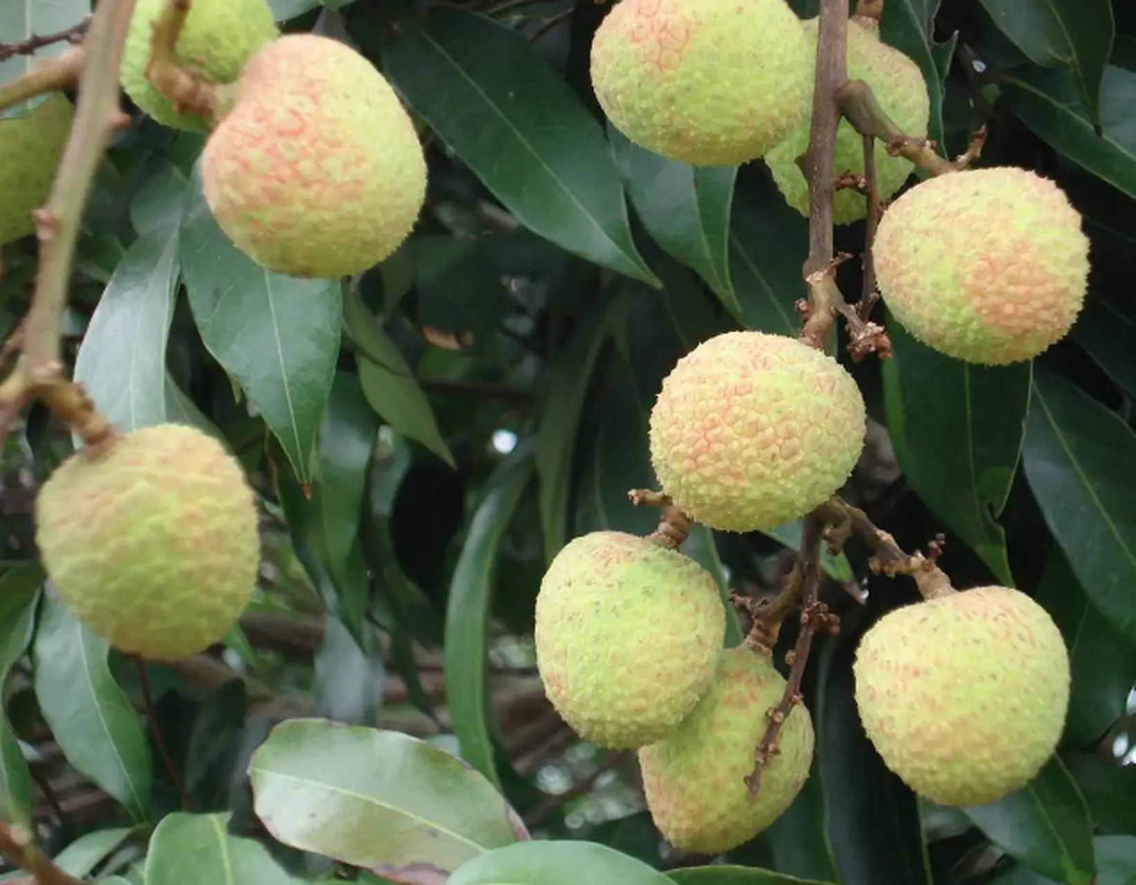 三月红的产地在茂名各地零星分布,高州石龙居多.