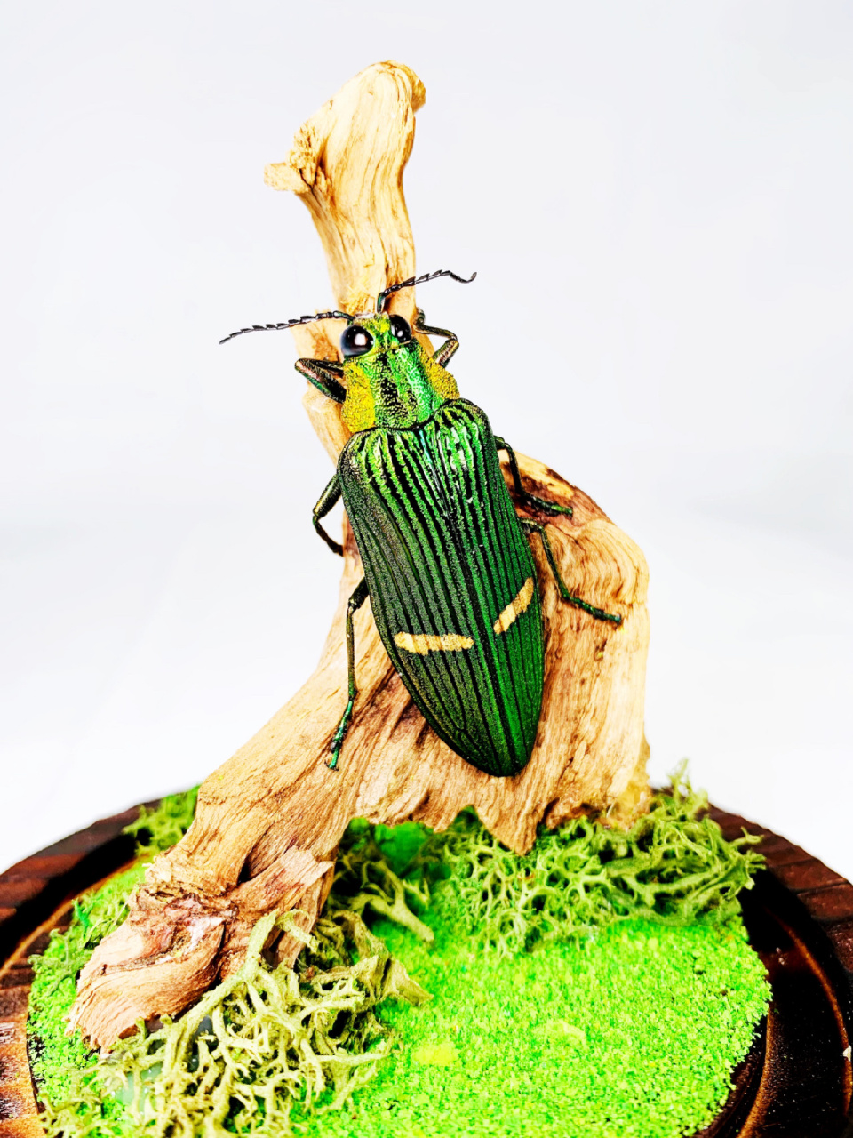 宝石吉丁甲虫,生态景观 宝石吉丁是一种非常漂亮的甲虫,甲壳是绿色