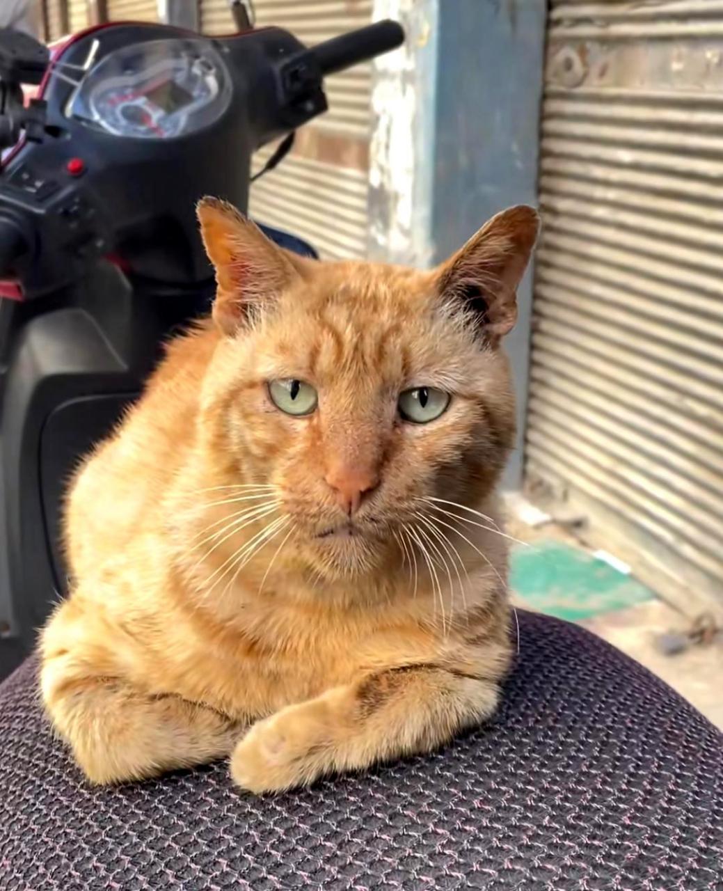 这只猫真是太有法老气息了,不愧是埃及出品!