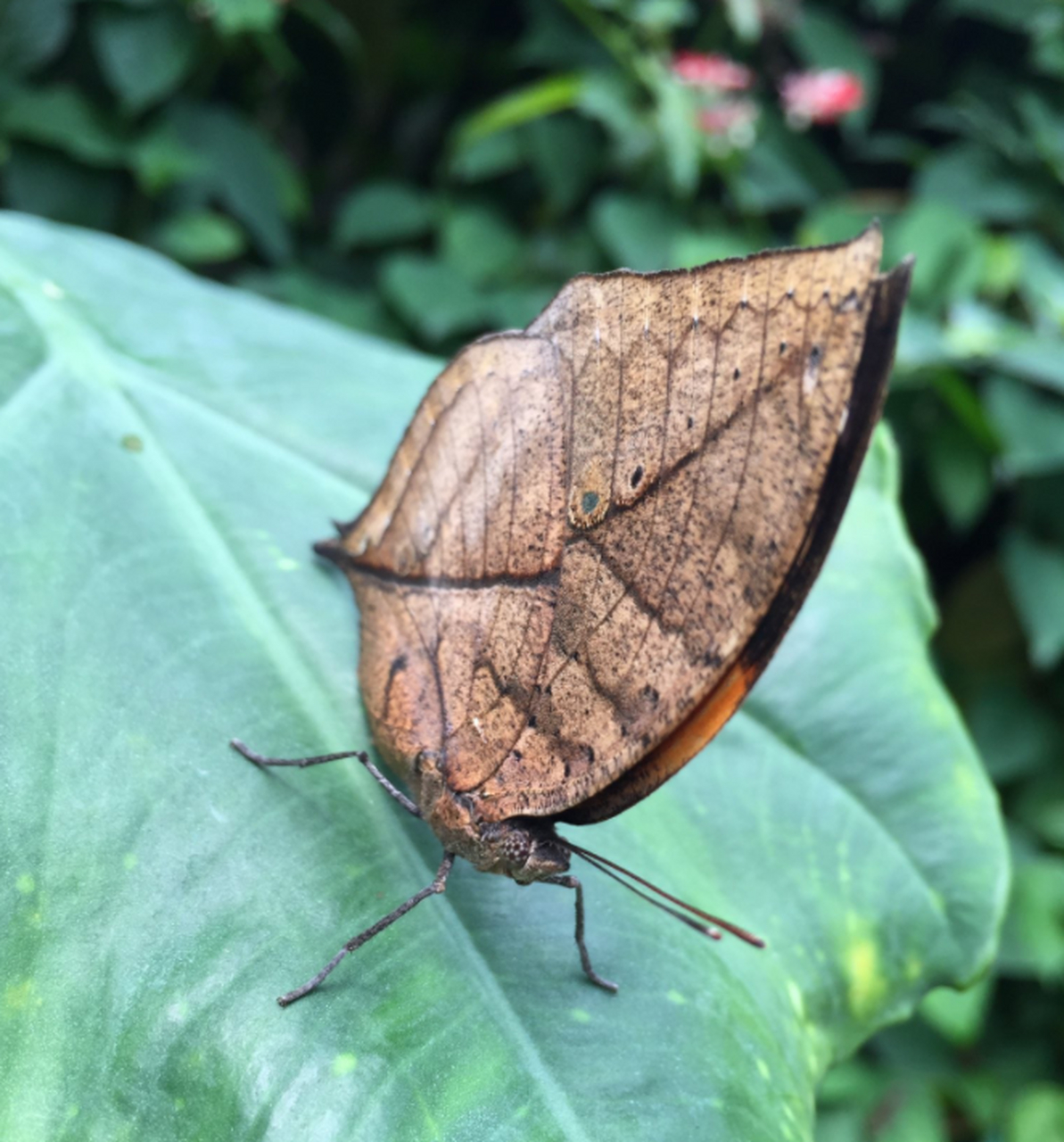 有趣的动物:枯叶蝶(dead leaf butterfly)