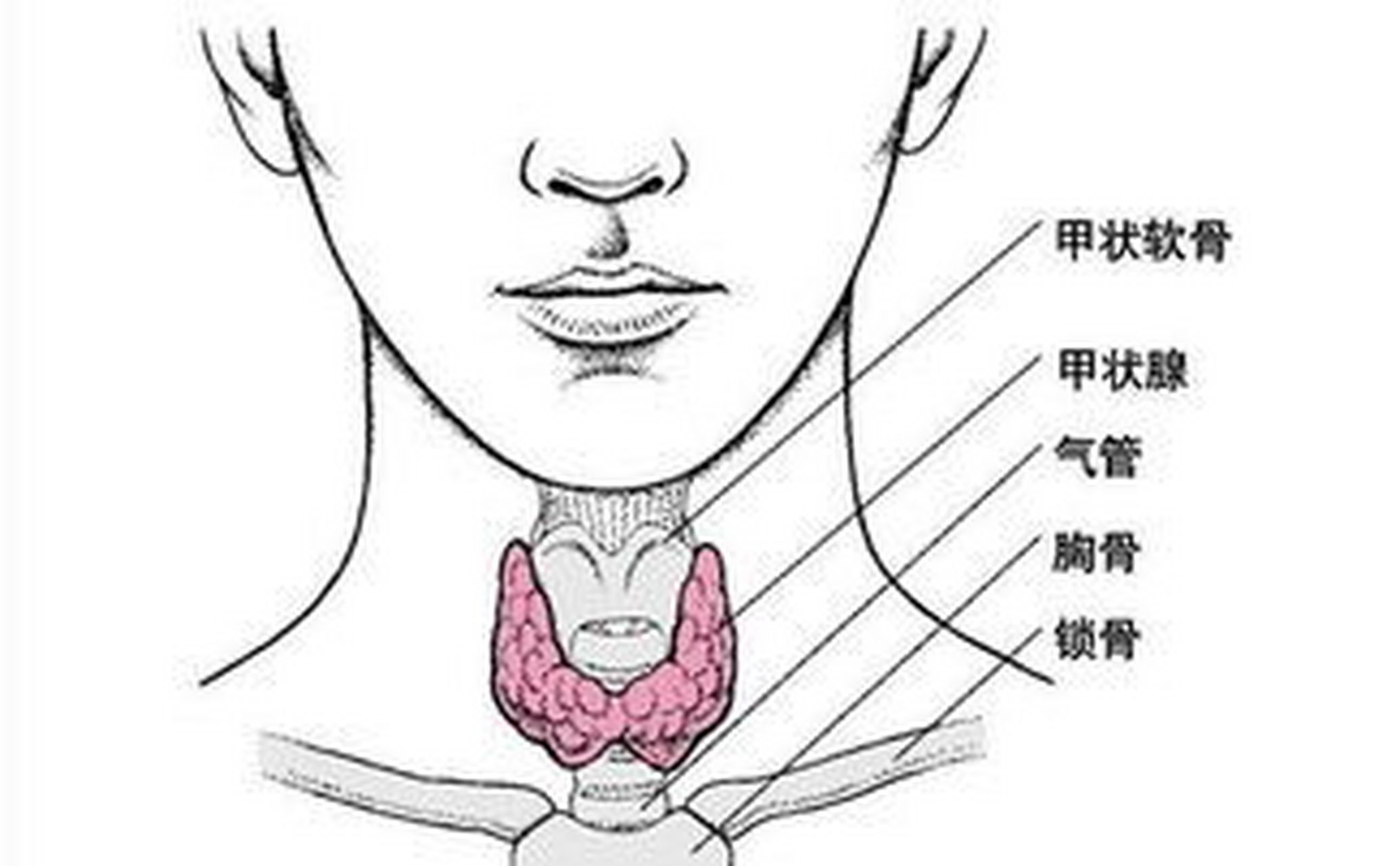 吉祥!女性甲状腺的前兆"心如刀割"-第2张图片-容克网