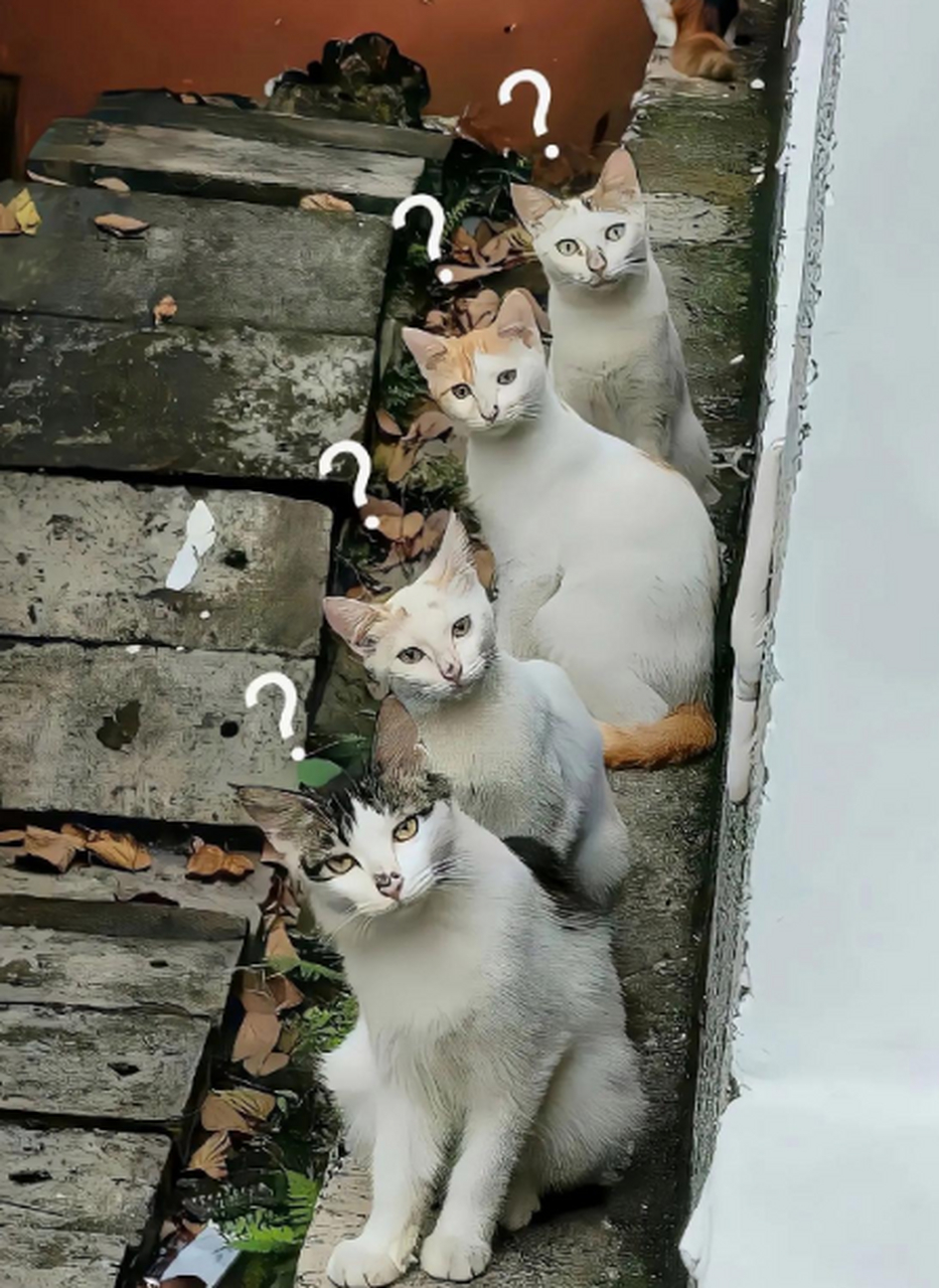 女孩头被卡,小猫叫朋友一起看热闹