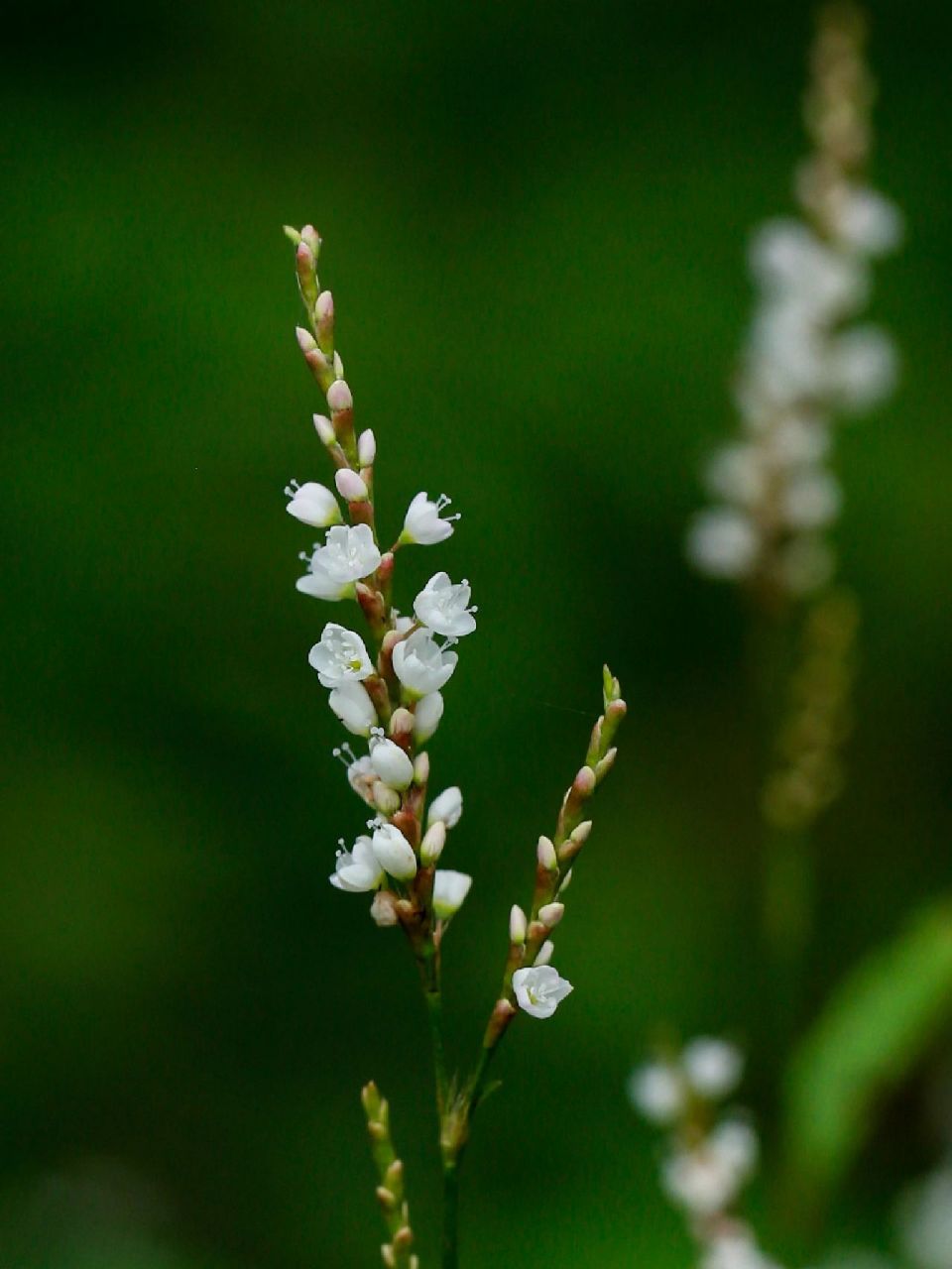 花蕾似蚕茧一样白白的蚕茧蓼.