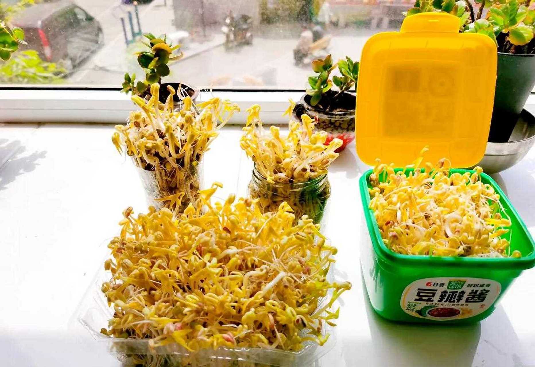 5天前用家里的废物生的豆芽,长势喜人啊!