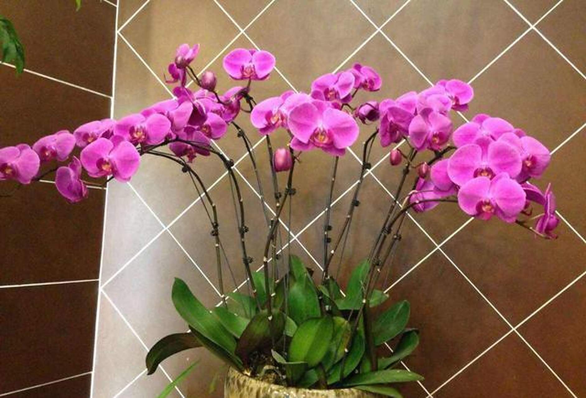 蝴蝶兰花色饱满,娇艳大气 [樱花]蝴蝶兰是冬春时节的主打花卉,属于