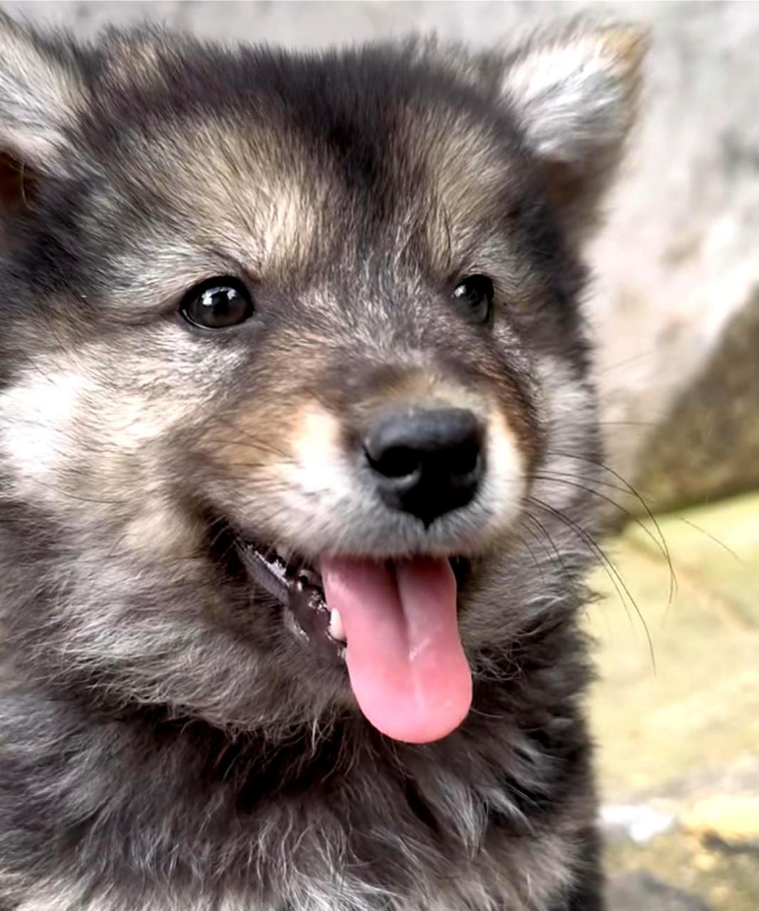 中华田园犬笑起来很治愈.