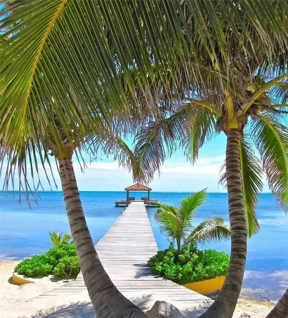 椰子树,沙滩,大海,岛上的美丽景色令人着迷.