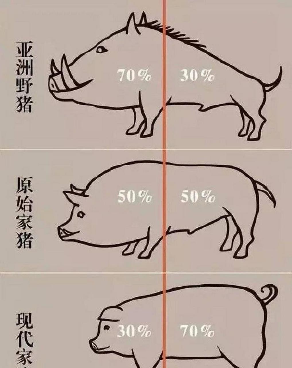 猪的演变过程图片