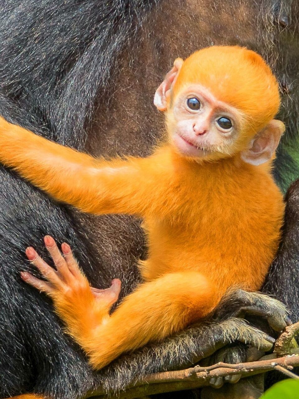每天陪孩子一起瞧动物  名称:白头叶猴(trachypithecus leucocephalus