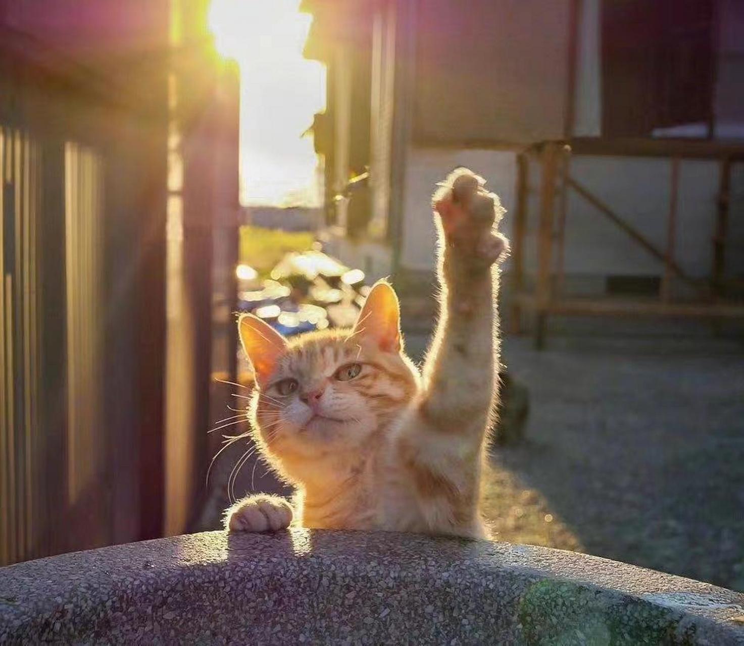 老板,给我来五根猫条!