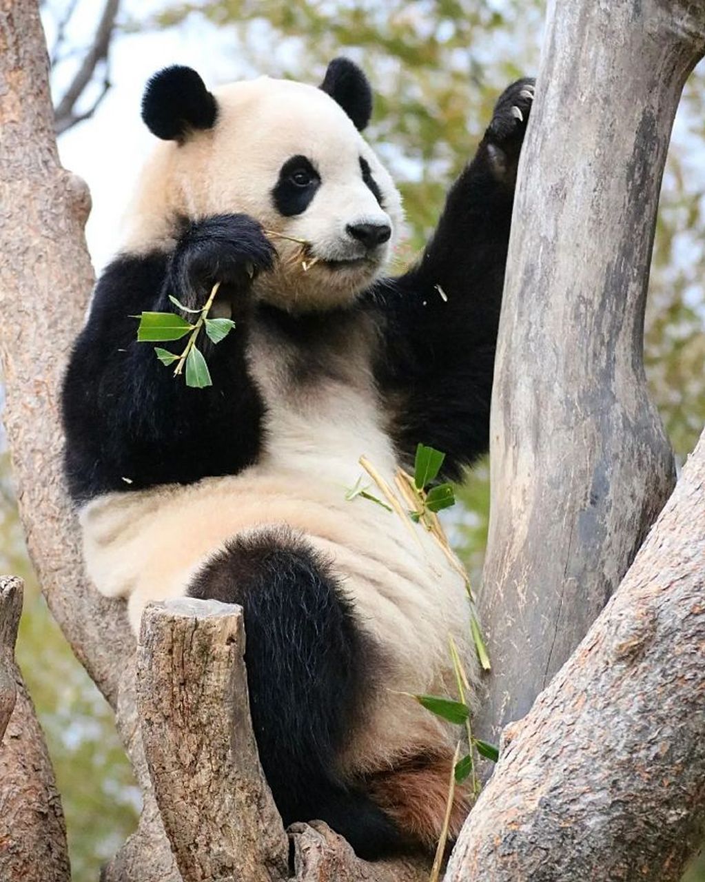 dahlia_fubao0720  #大熊猫福宝#  #大熊猫